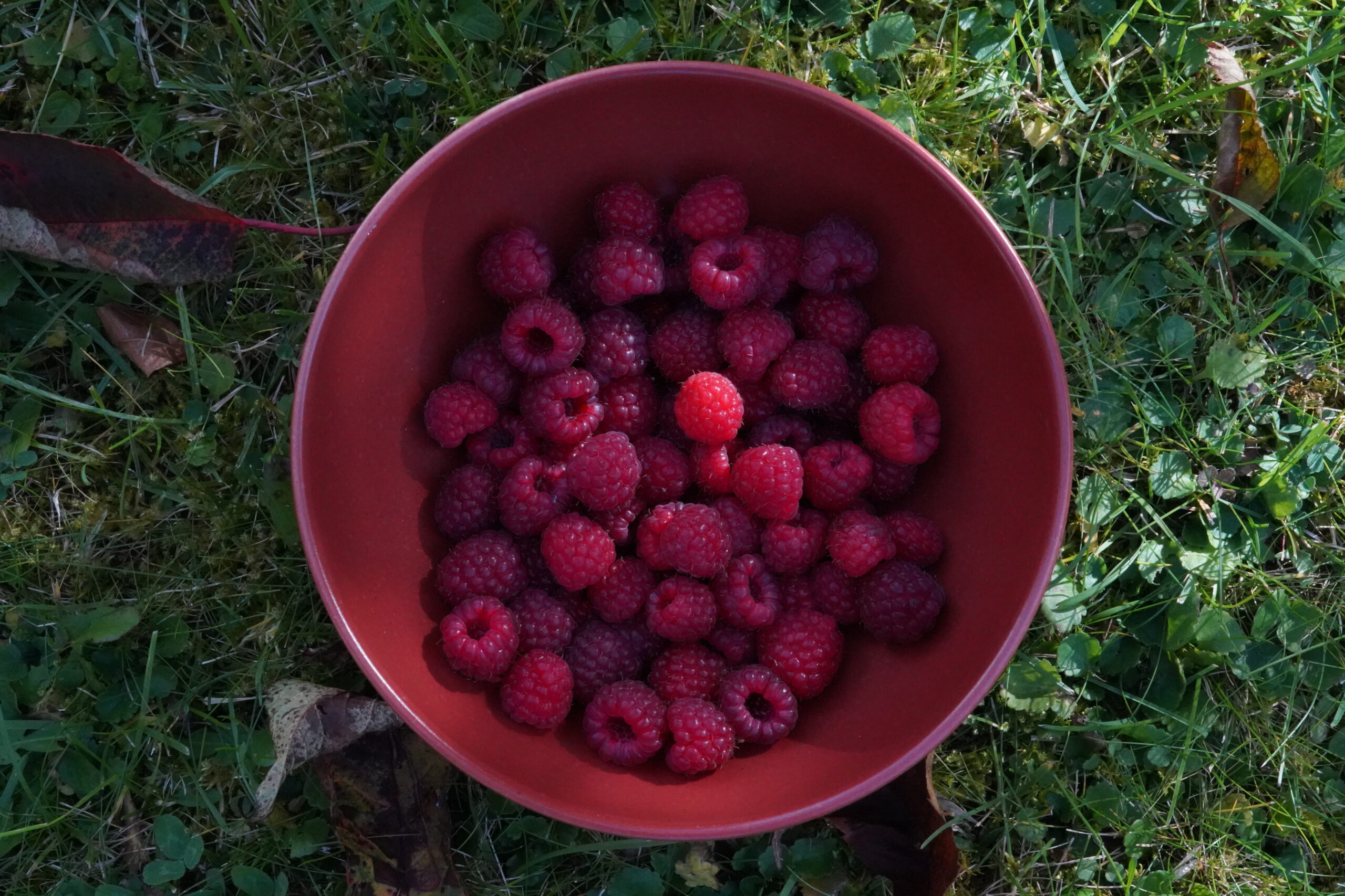 Süße Früchte , Himbeeren aus unserem Hotelgarten