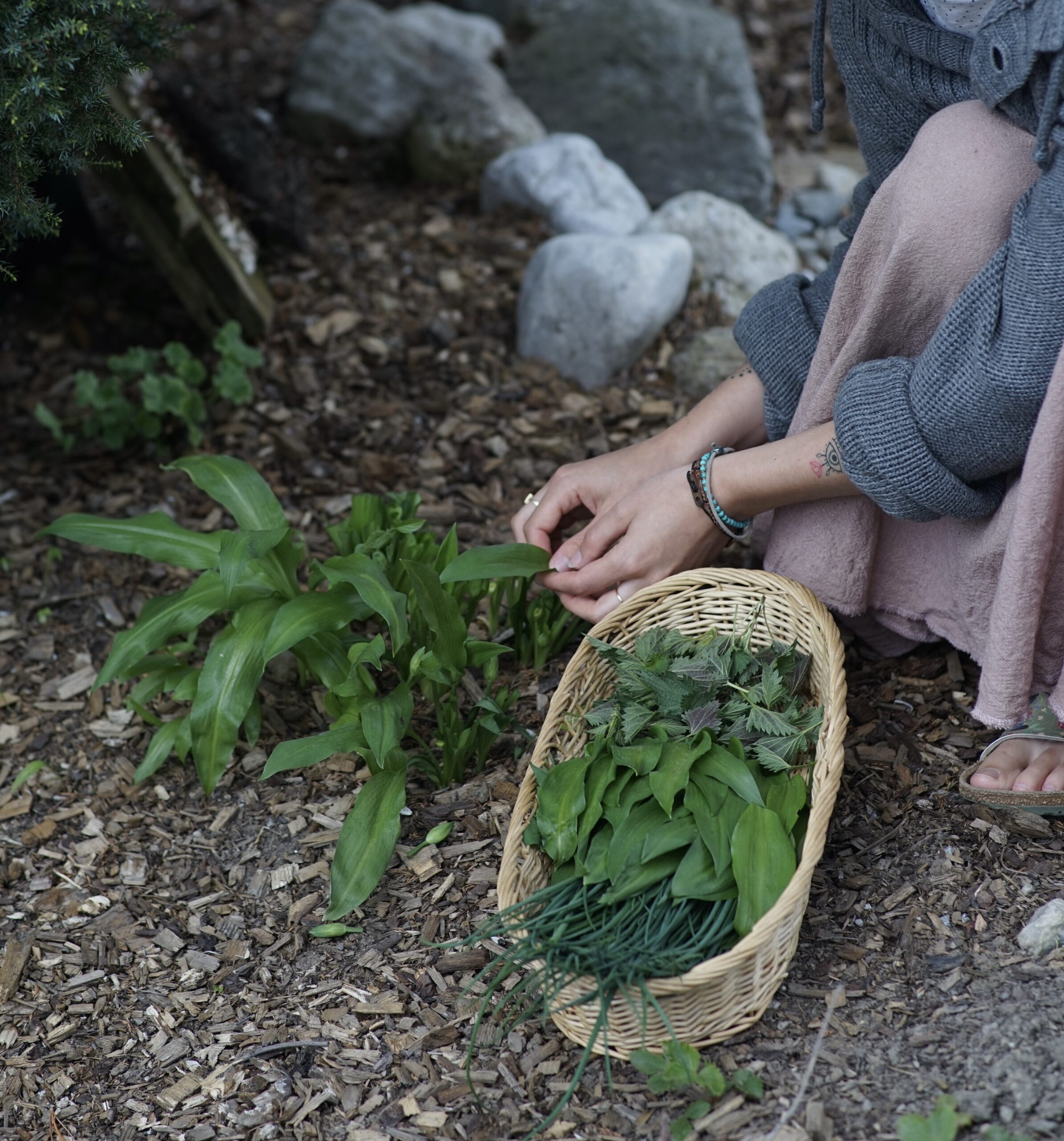 Bärlauch Ernte - Garten Schätze - Bärlauchaufstrich