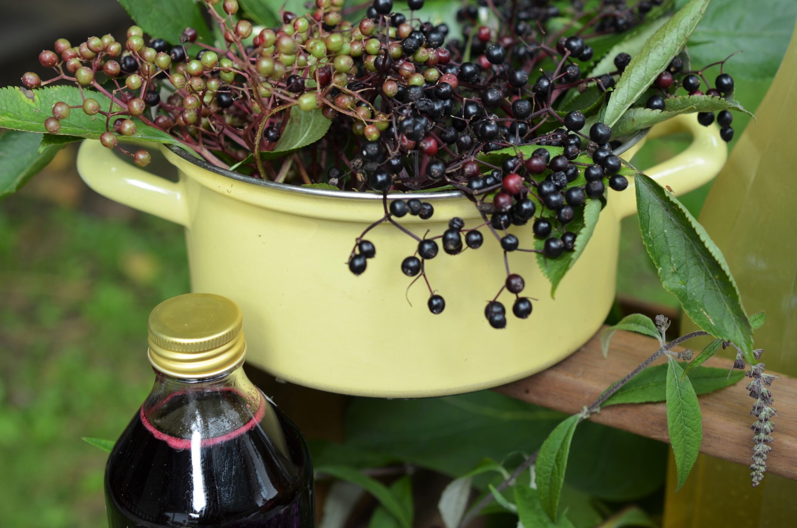 Garten Schätze - Pflanzenkunde - Holunderbeere - Sirup